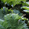 Gunnera Manicata