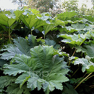 Gunnera Manicata - Gunnera, Giant Rhubarb