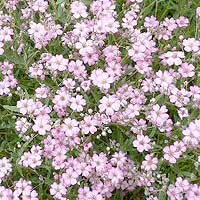 Gypsophila Repens 'Rosa Schonheit' - Baby's Breath