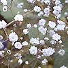 Gypsophila Paniculata