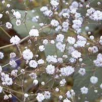 Gypsophila Paniculata - Baby's Breath