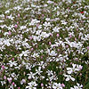 Gypsophila Repens - White