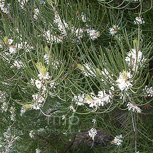 Hakea Lissosperma - Hakea