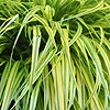 Hakonechloa Macra - Aureola
