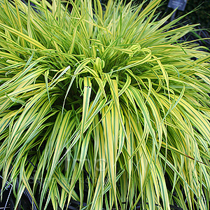 Hakonechloa Macra