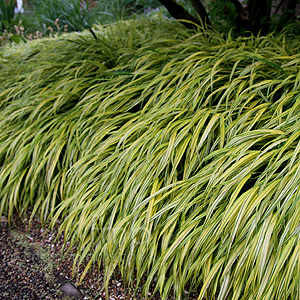 Hakonechloa Macra 'Aureola'