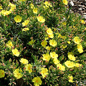 Halimium Calycinum - Halimium, Rockrose