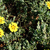 Halimium Lasianthemum - Sandling