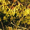 Hamamelis Mollis - Arnold Promise