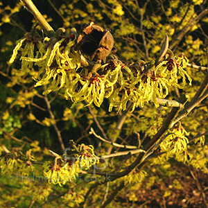 Hamamelis Mollis 'Arnold Promise'