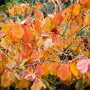 Hamamelis Intermedia 'Diane'