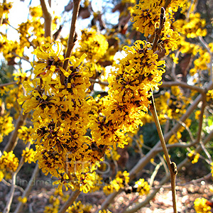 Hamamelis X Intermedia 'Doerak'