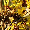 Hamamelis X Intermedia - Harlow Carr