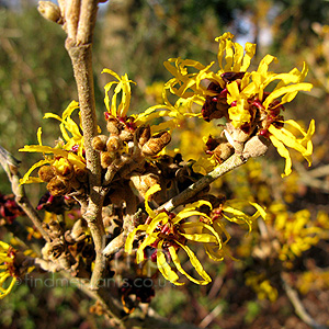 Hamamelis X Intermedia 'Harlow Carr'