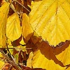 Hamamelis Mollis - Pallida