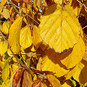 Hamamelis Mollis 'Pallida' - Witch Hazel