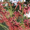 Hamamelis X Intermedia - Jelena