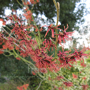 Hamamelis X Intermedia 'Jelena' - Witch Hazel