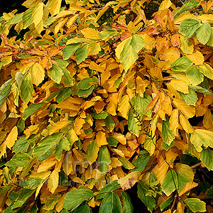 Hamamelis Vemalis 'Lombart's Weeping'