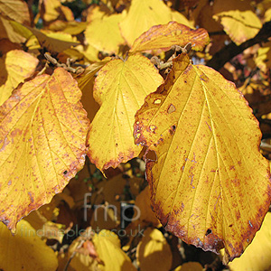 Hamamelis X Intermedia 'Moonlight'