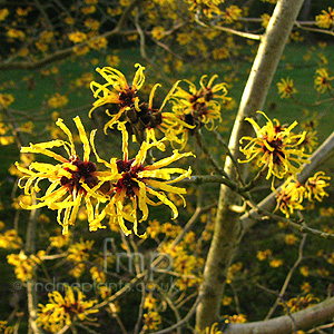 Hamamelis Mollis 'Gold Crest'