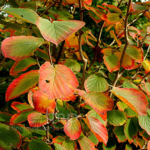 Hamamelis X Intermedia 'Orange Peel'