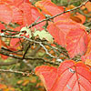 Hamamelis - Ruby Glow