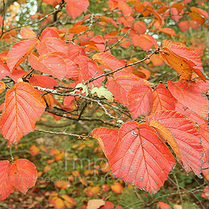 Hamamelis 'Ruby Glow'