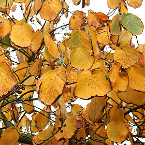 Hamamelis Mollis 'Fred Chittenden'