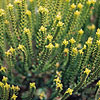 Hebe Cupressoides - Broughton Dome