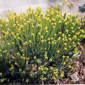 Hebe Cupressoides 'Broughton Dome' - Hebe