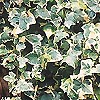 Hedera Helix - Eva