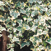 Hedera Helix 'Eva' - Ivy