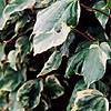 Hedera Algeriensis - Gloire de Marengo