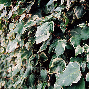 Hedera Algeriensis 'Gloire de Marengo' - Ivy