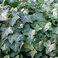 Hedera Helix - Ivy, Hedera