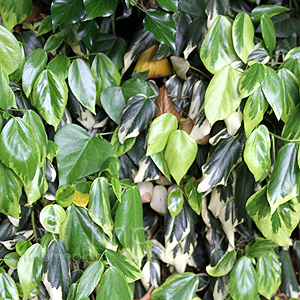 Hedera Colchica Dentata Variegata