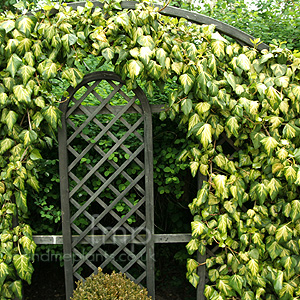 Hedera Colchica 'Sulphur Heart'