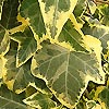 Hedera Helix - Goldchild