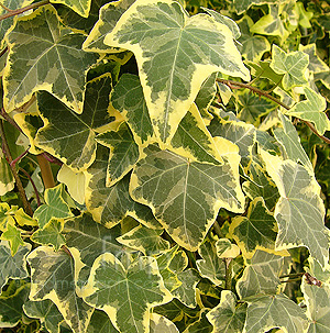 Hedera Helix 'Goldchild' - Ivy, Hedera