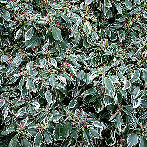 Hedera Helix 'Marginata' - Ivy, Hedera