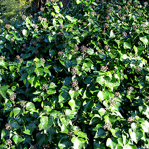 Hedera Helix 'Minor Marmorata' - Ivy, Hedera