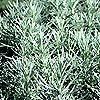 Helichrysum Angustifolium
