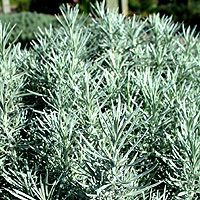 Helichrysum Angustifolium - Curry Plant