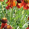 Helenium - Moerheim Beauty