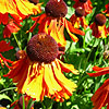 Helenium - Moerheim Beauty