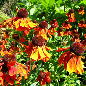 Helenium 'Moerheim Beauty' - Sneezewort