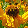 Helenium - Riverton Beauty