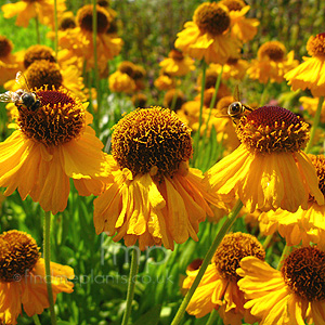 Helenium 'Riverton Beauty'