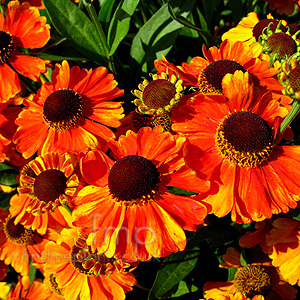 Helenium 'sahin's Early'